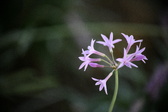 Enlarge photo 785