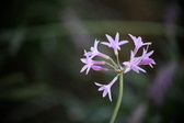 Enlarge photo 786