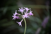 Enlarge photo 787