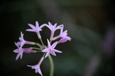 Enlarge photo 789