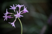 Enlarge photo 791