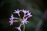 Enlarge photo 794