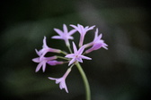 Enlarge photo 798
