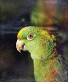 Enlarge photo 52