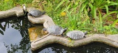 Enlarge photo 285