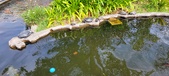 Enlarge photo 309