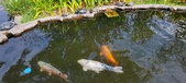 Enlarge photo 310