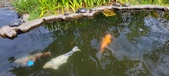 Enlarge photo 311