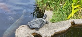 Enlarge photo 312