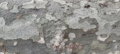 Enlarge photo 321