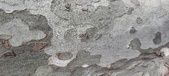 Enlarge photo 319