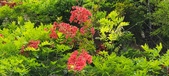 Enlarge photo 117