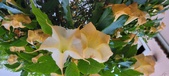 Enlarge photo 87