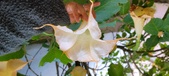 Enlarge photo 84