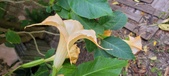 Enlarge photo 81