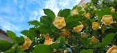 Enlarge photo 78