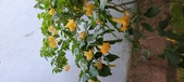 Enlarge photo 37
