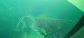 Enlarge photo 110