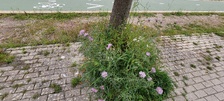 Enlarge photo 33