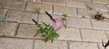 Enlarge photo 38