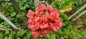 Enlarge photo 244