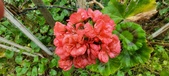 Enlarge photo 245