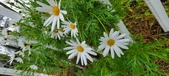 Enlarge photo 249