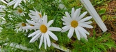 Enlarge photo 248