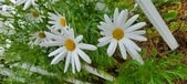 Enlarge photo 247