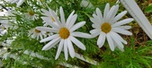Enlarge photo 246