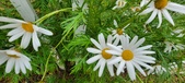 Enlarge photo 250