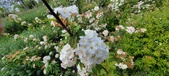 Enlarge photo 406