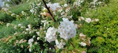 Enlarge photo 410
