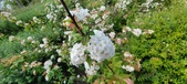 Enlarge photo 409