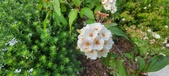 Enlarge photo 408