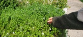 Enlarge photo 417