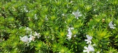 Enlarge photo 423