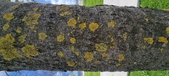Enlarge photo 441