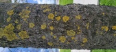 Enlarge photo 442