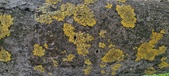 Enlarge photo 443