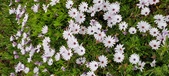 Enlarge photo 270