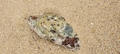 Enlarge photo 263