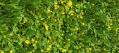 Enlarge photo 277