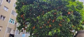 Enlarge photo 100
