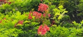 Enlarge photo 177