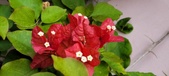 Enlarge photo 179