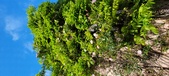 Enlarge photo 190