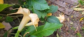Enlarge photo 211