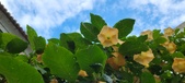 Enlarge photo 216