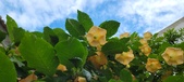 Enlarge photo 220